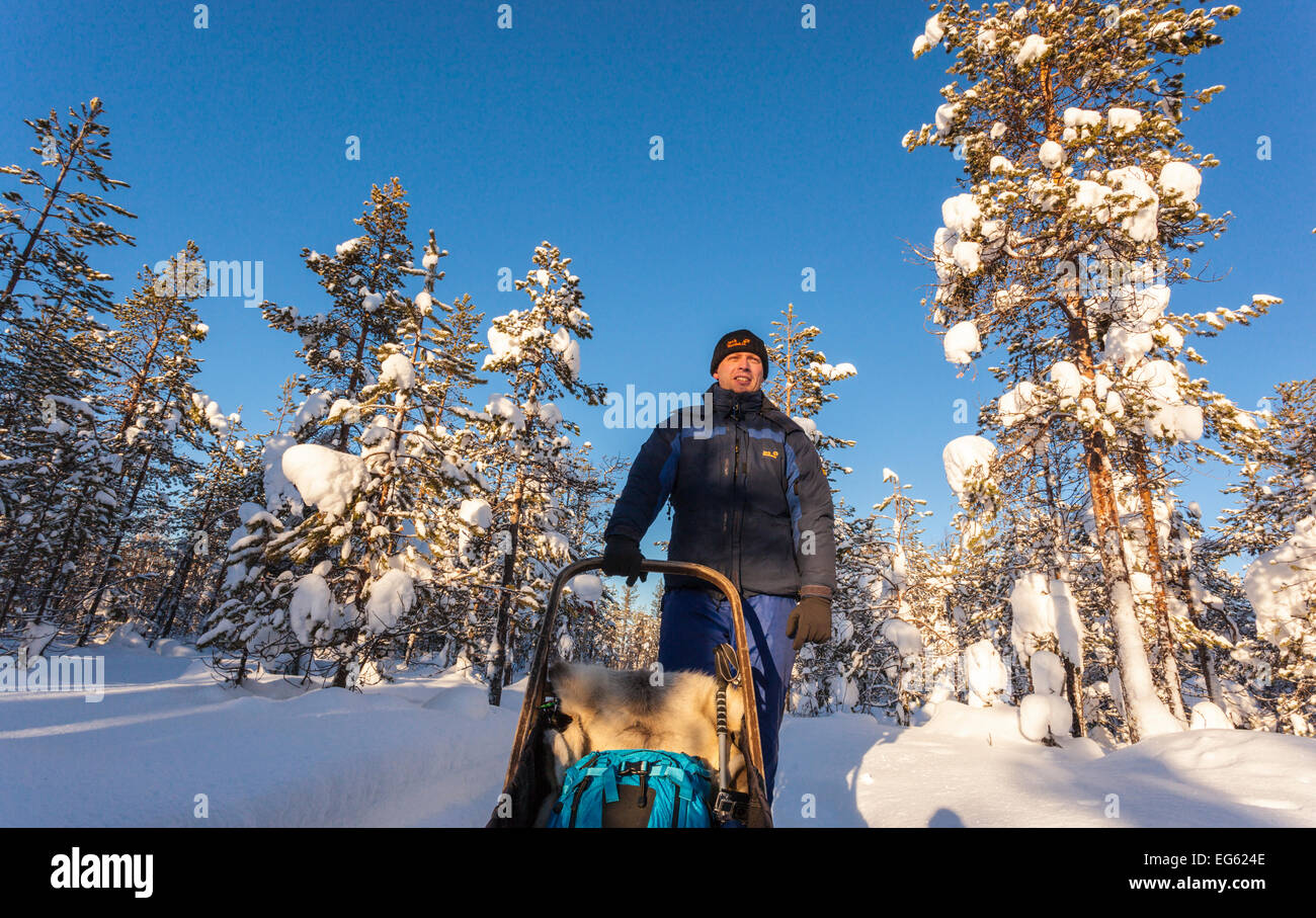 Mann auf einem Hund Schlitten fährt durch eine winterliche Landschaft in Europa, Lappland, Finnland, Lappland, Nordeuropa Stockfoto