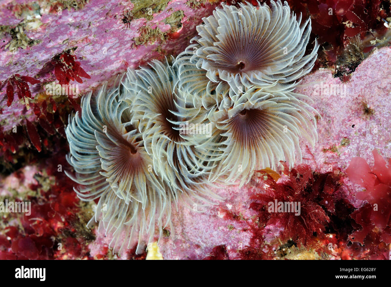 Rohr (Bispira volutacornis Worms) Leben zwischen Felsen in Crustose coralline abgedeckt (Corallinaceae) und roten Algen (Reptilia), Lundy Island Marine Schutzzone, Devon, England, UK, Mai. Stockfoto