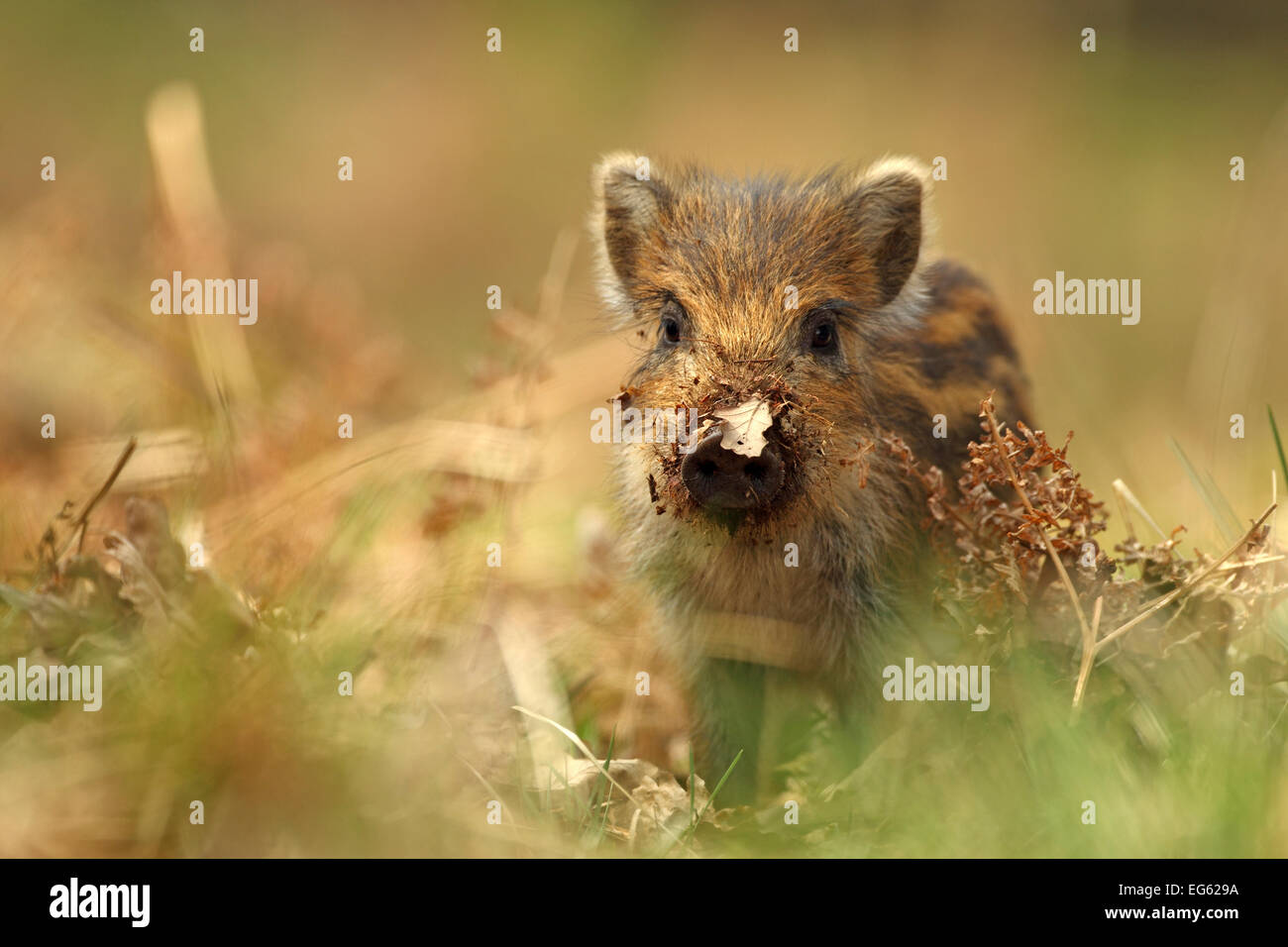 Wildschwein-Ferkel (Sus Scrofa) mit Blatt fest auf seine Nase, Wald des Dekans, Gloucestershire, England, UK, April. Stockfoto