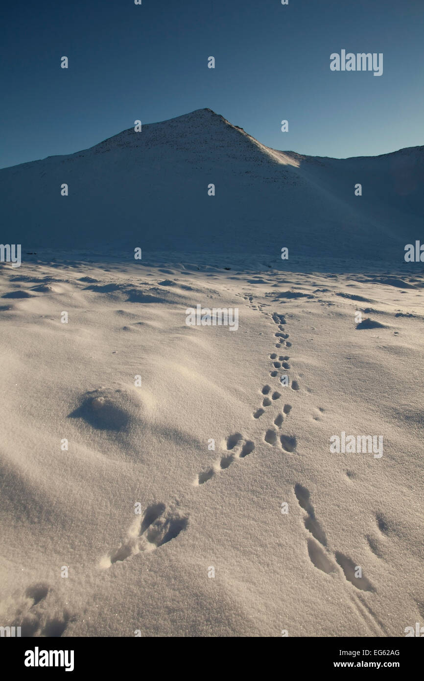 Schneehase (Lepus timidus) Fußspuren im Schnee, creag Meagaidh National Nature Reserve, Schottland, UK, Dezember 2012. Nicht FÜR DEN VERKAUF IN ITALIEN BIS ZUM 31. DEZEMBER 2013 Stockfoto