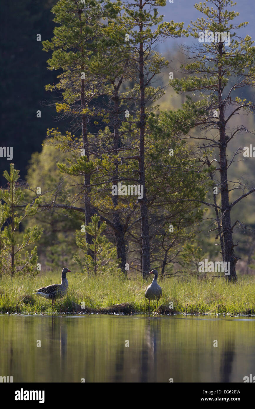 Graugans Gans (Anser Anser) paar am Rand des Sees, in der Nähe von Nistplatz, Schottland, Großbritannien, Mai 2010 Stockfoto