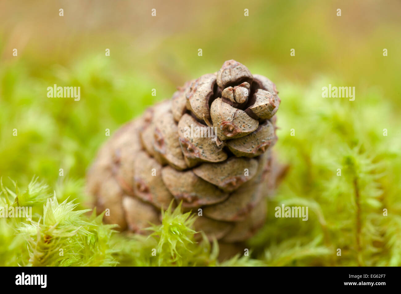 Detail der Kiefer (Pinus Sylvestris) Kegel auf Moos, Abernethy Wald, Cairngorms NP, Schottland, Vereinigtes Königreich, November 2011 Stockfoto