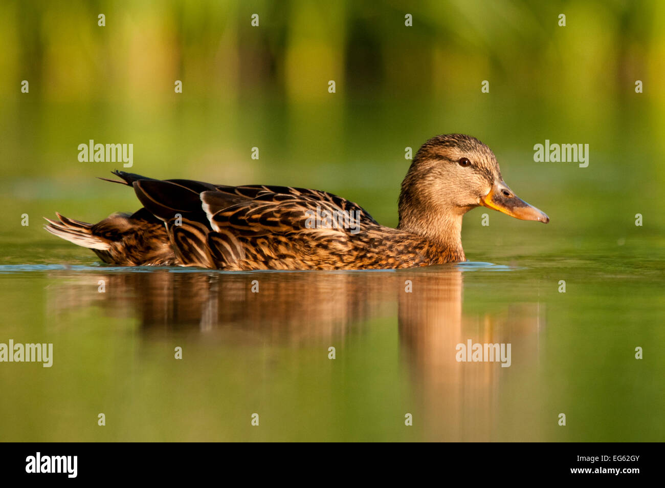 Weibliche Stockente (Anas Platyrhynchos), Schwimmen im Fluss, Bradfield Nature Reserve, Berkshire, England, UK, April Stockfoto