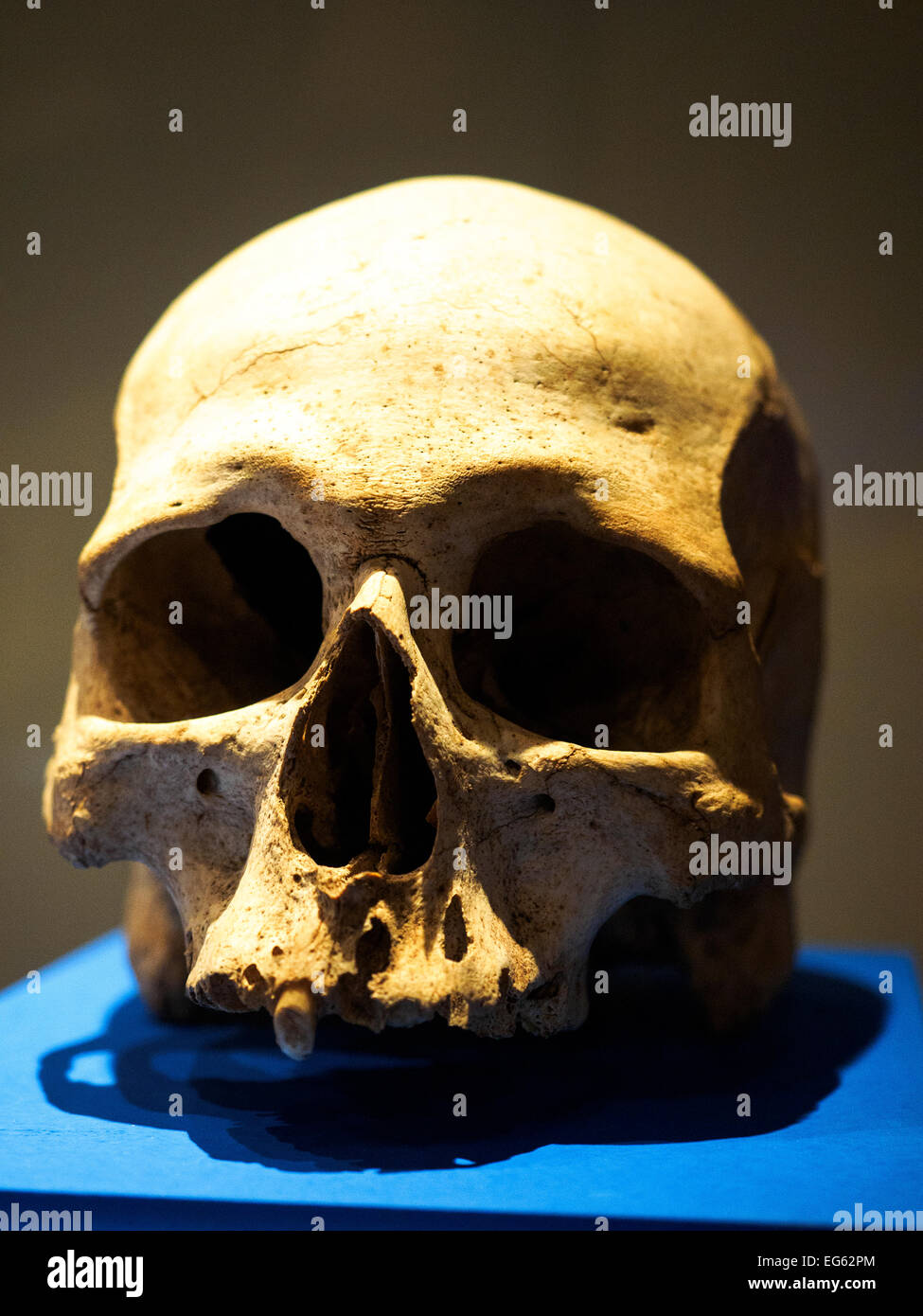 Menschlicher Schädel von Hal Saflieni Hypogeum - National Museum of Archaeology - Valletta, Malta Stockfoto