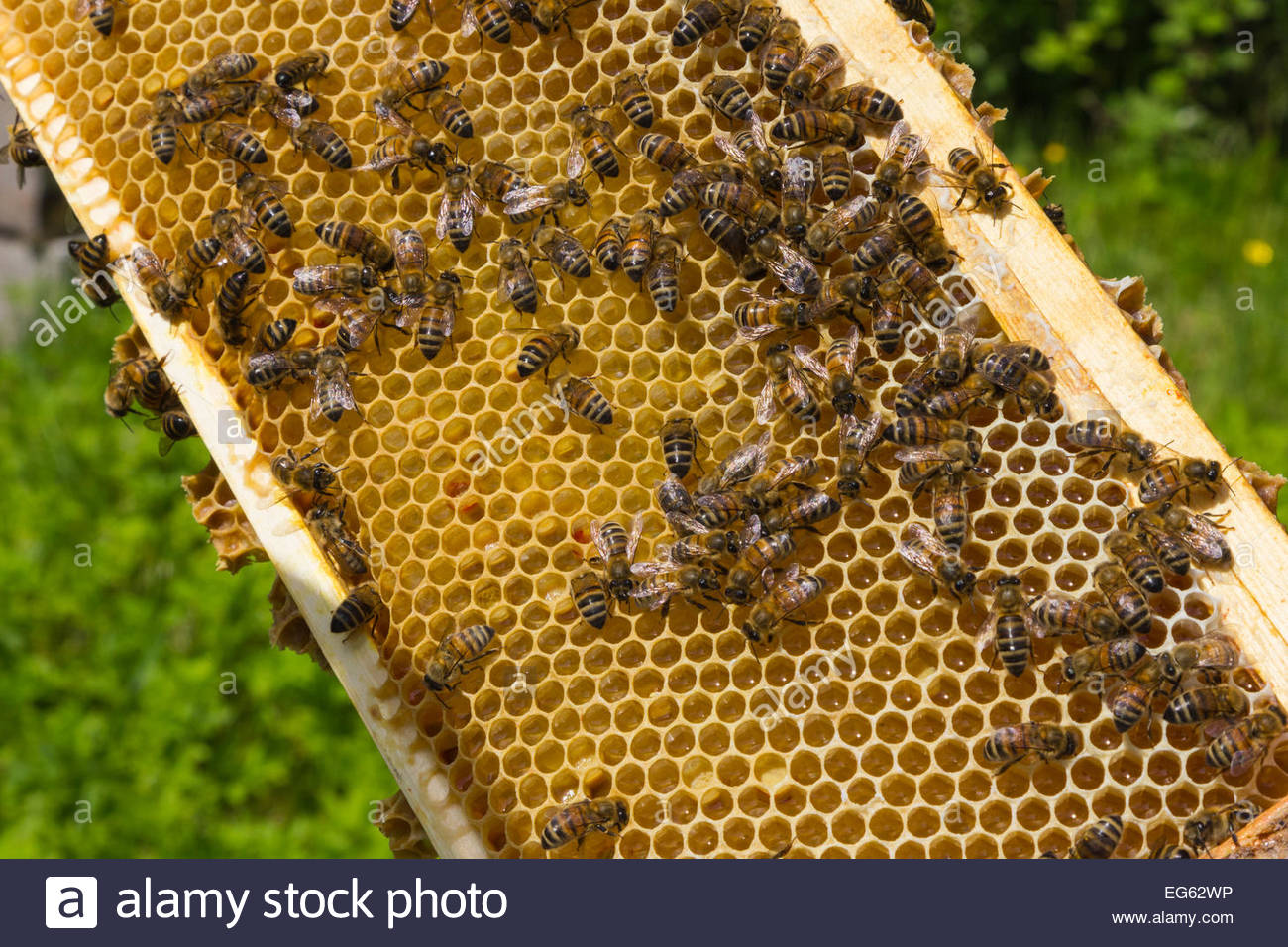 Bienen Im Bienenstock Der Honig Speichert Stockfotos Und Bilder Kaufen Alamy