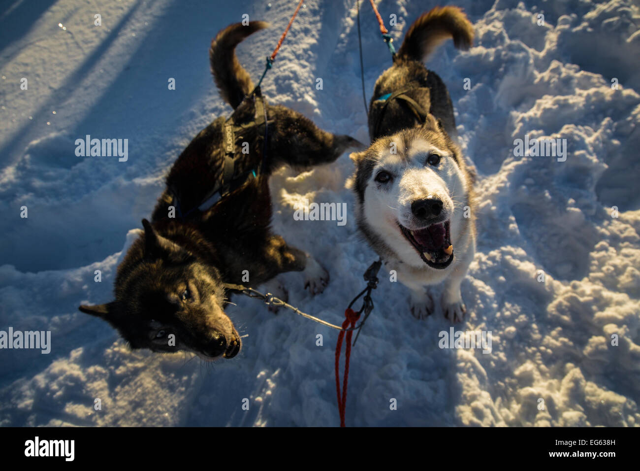 Huskies in Finnland Stockfoto