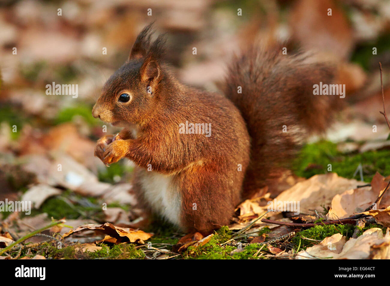 Eurasische Eichhörnchen im Wald (Sciurus Vulgaris) Stockfoto