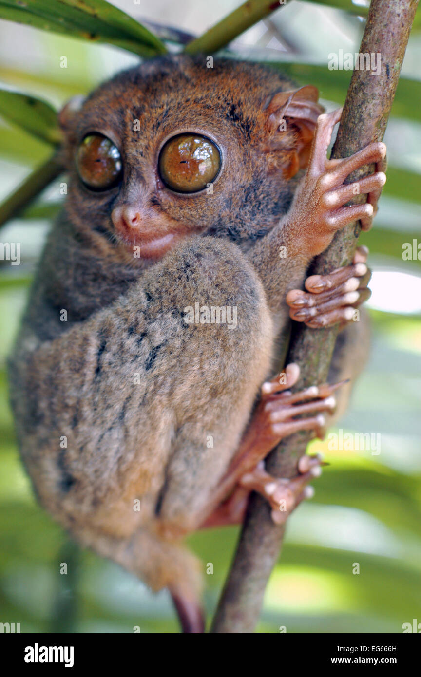 Koboldmaki. Tarsius Syrichta. Bohol. Las Visayas. Philippinen. Koboldmakis sind Haplorrhine Primaten der Familie Tarsiidae, die Stockfoto