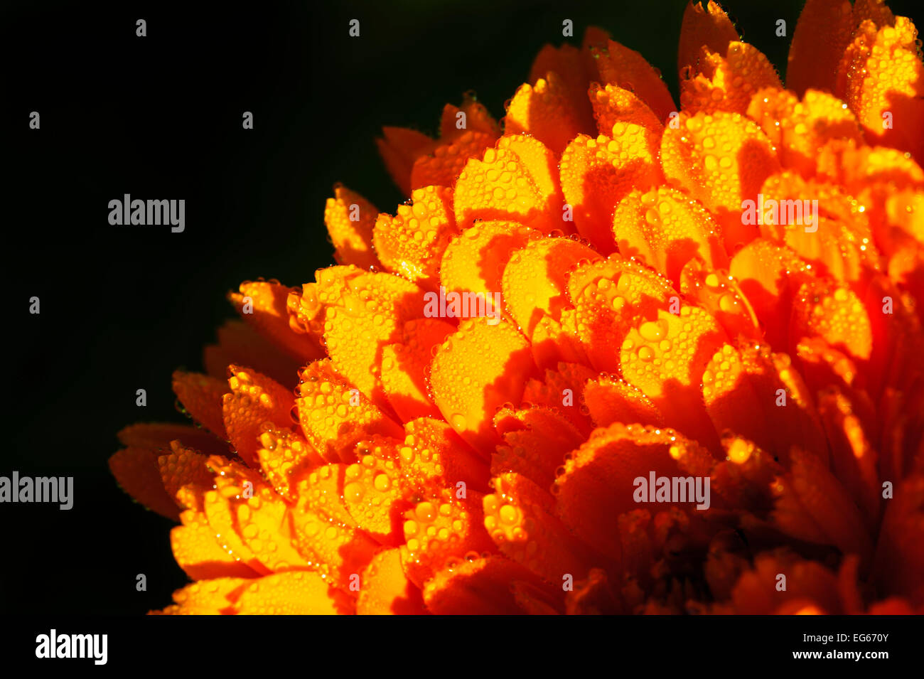 Regen bedeckt Ringelblume auf schwarzem Hintergrund. Stockfoto