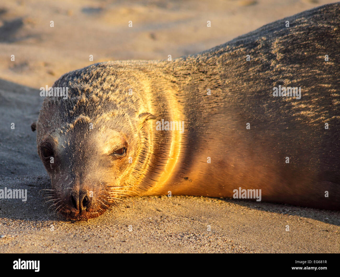 Kalifornische Seelöwe am Strand von Santa Monica in Südkalifornien Stockfoto