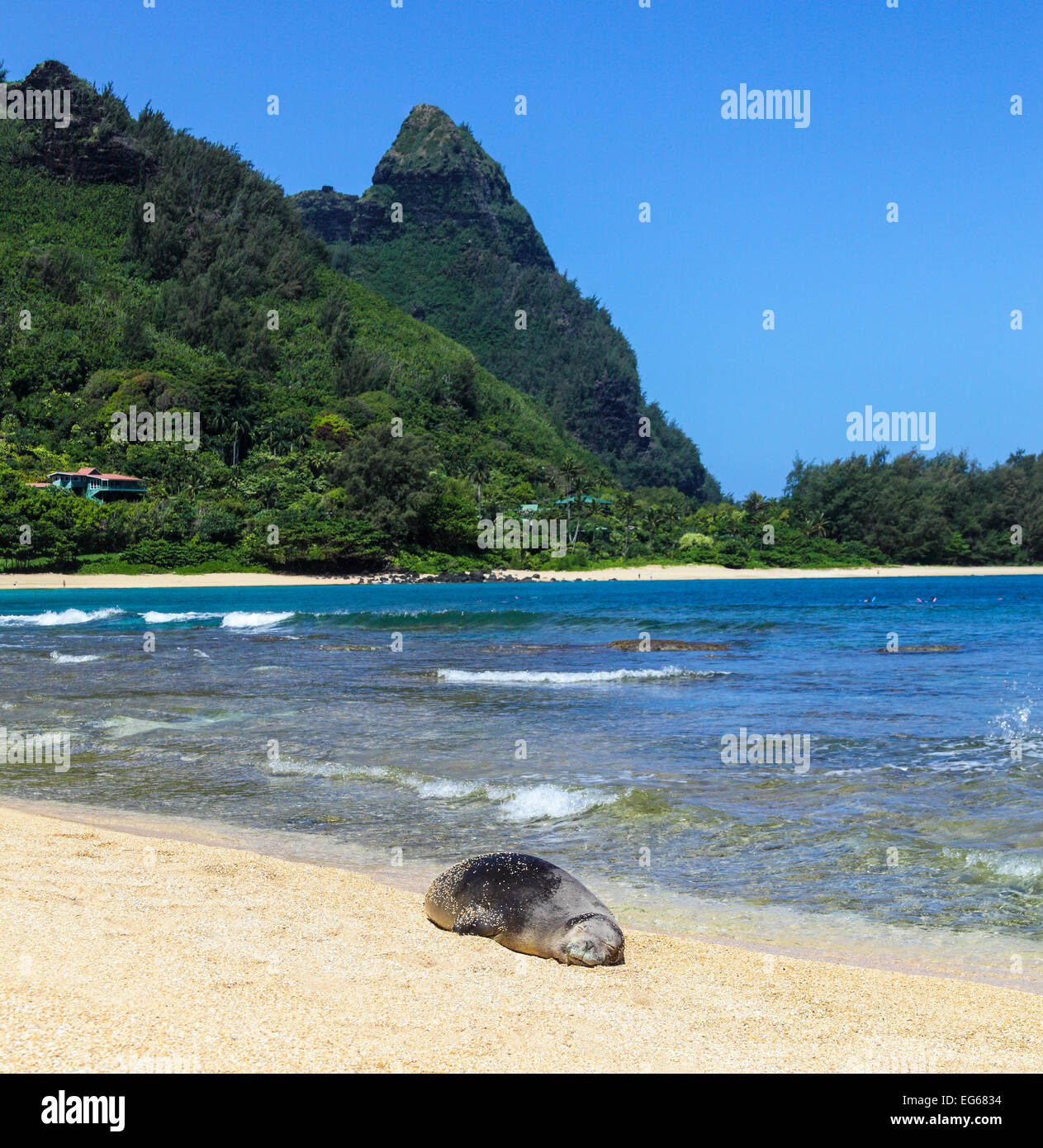 Hawaiianische Mönchsrobbe am Strand in Haena, Kauai mit Mt. Makana genannt Bali Hai in Ferne Stockfoto
