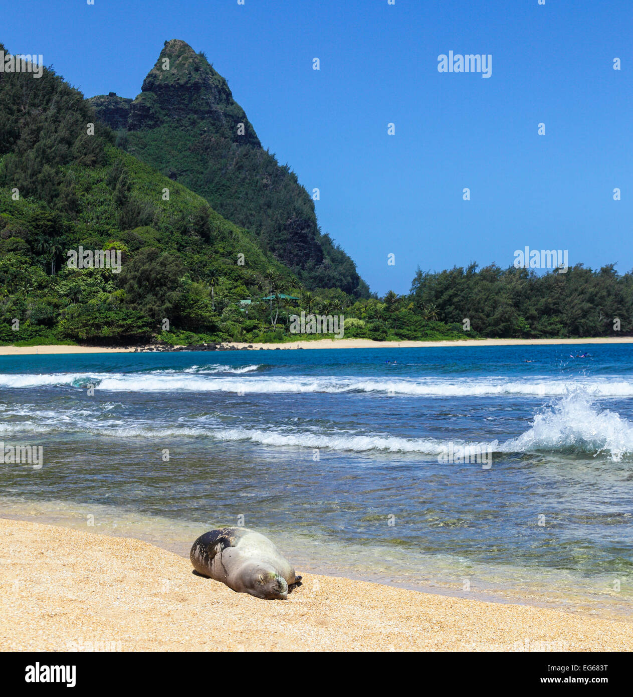 Hawaiianische Mönchsrobbe liegt am Strand in Haena, Kauai mit Mt. Makana, genannt Bali Hai in Ferne Stockfoto