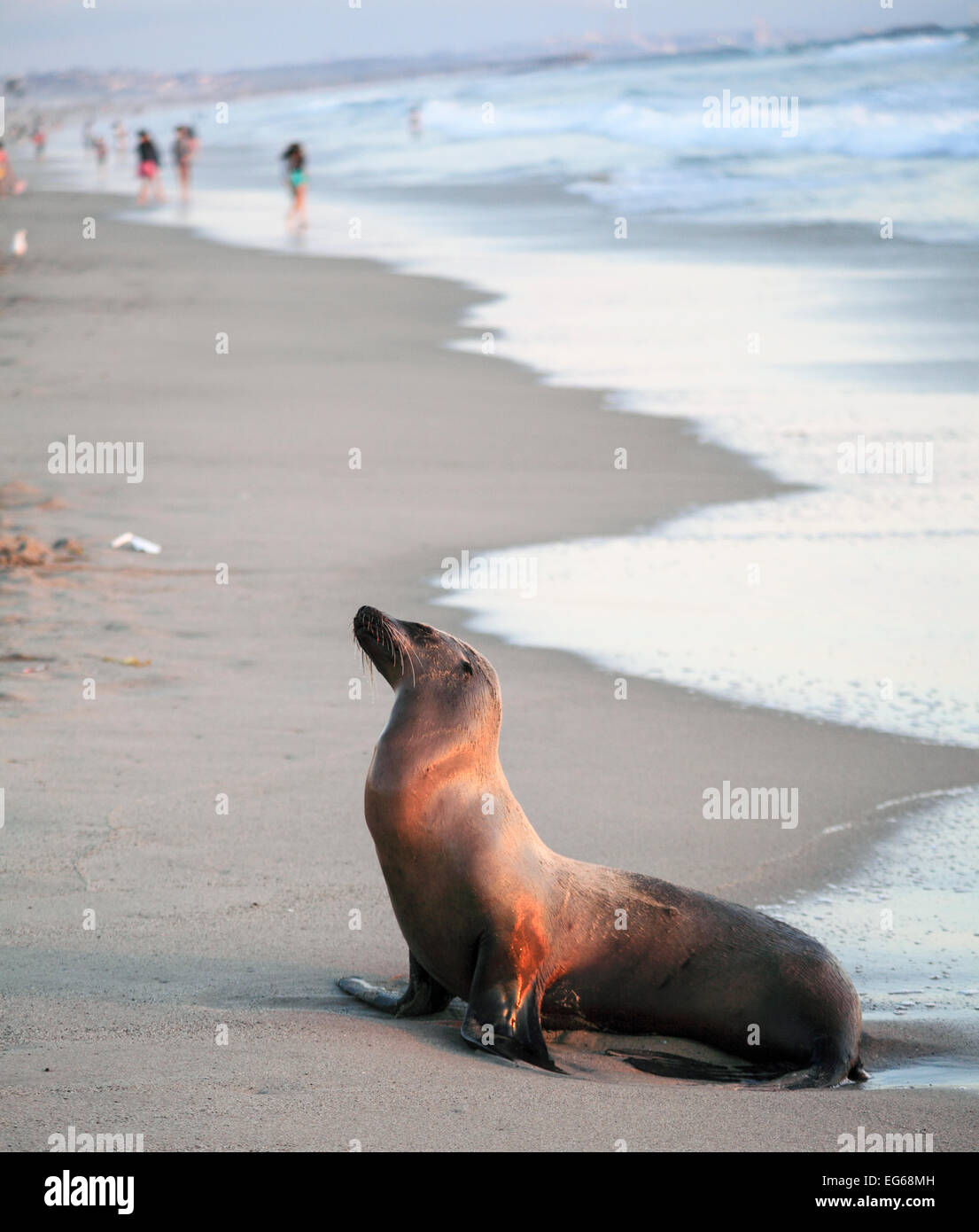 Kalifornische Seelöwe am Strand von Santa Monica bei Sonnenuntergang Stockfoto