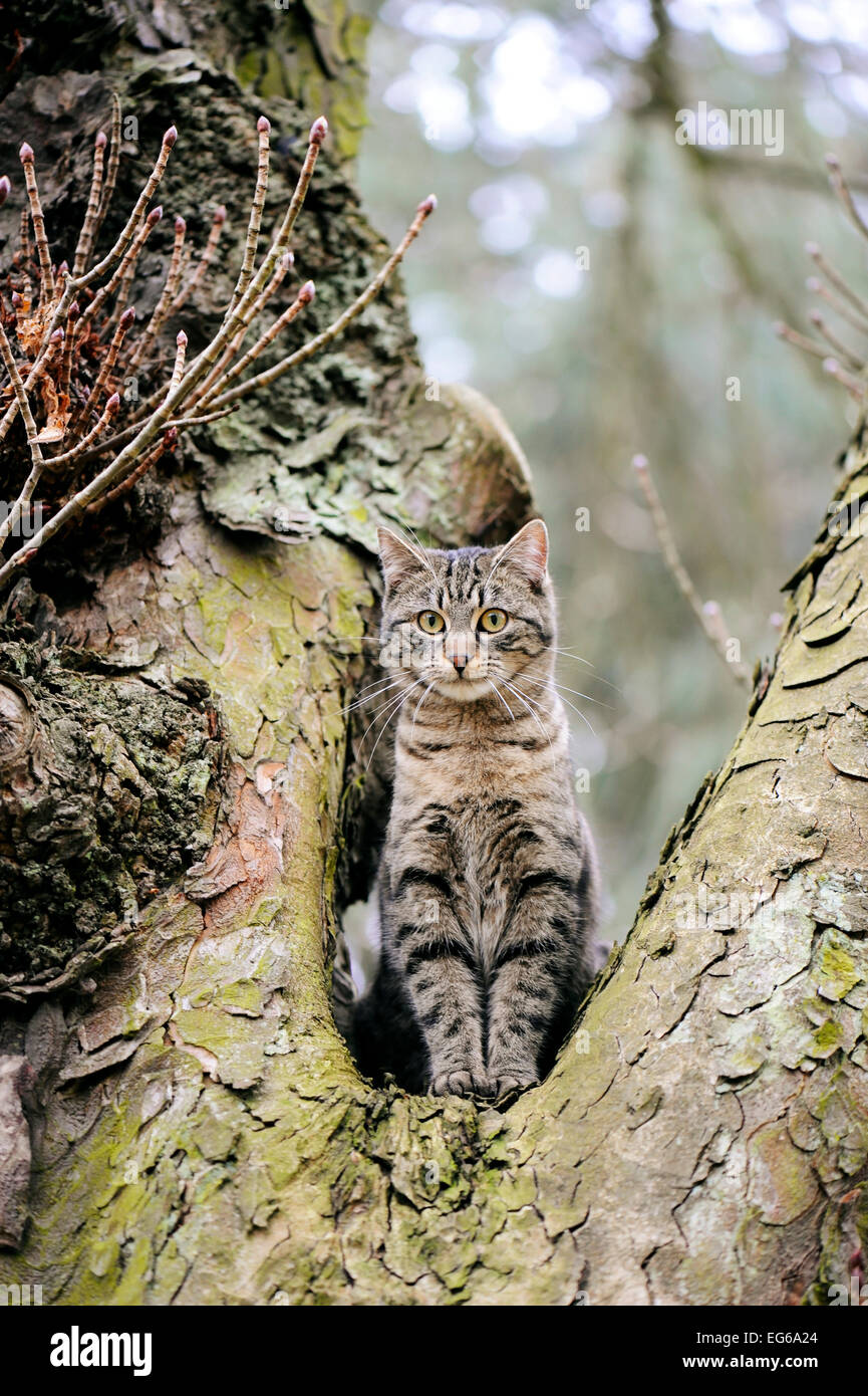 Junge Katze in einem Kastanienbaum zu sitzen und auf der Suche Stockfoto