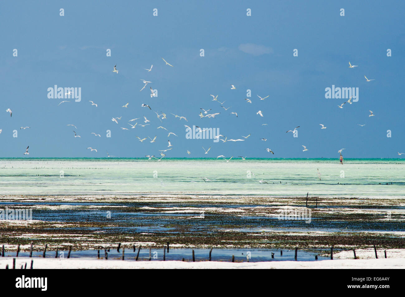 Herde von Seevögeln Kreisen eine Algen-Farm - Sansibar, Tansania Stockfoto