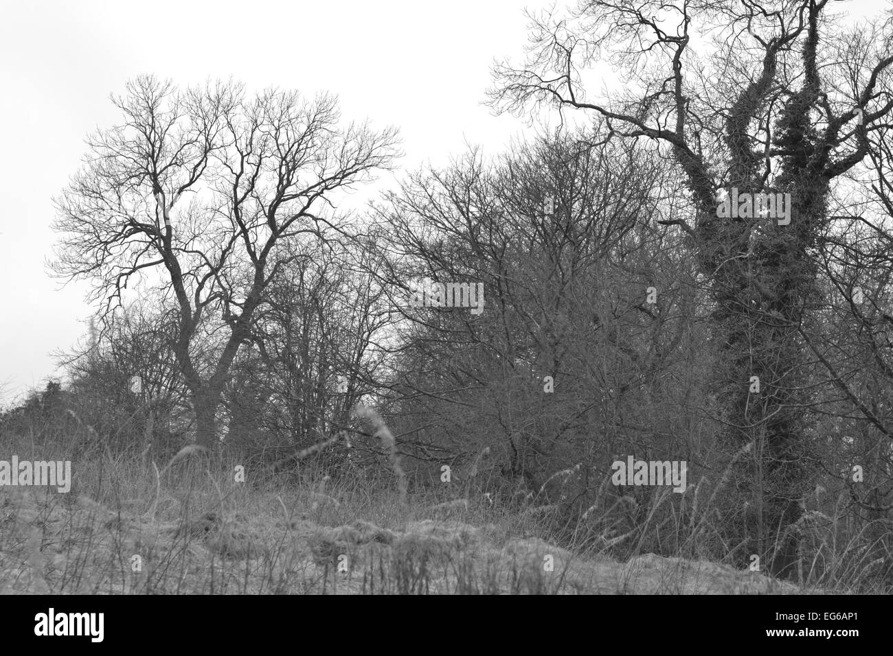 Schwarz / weiß Natur. Stockfoto