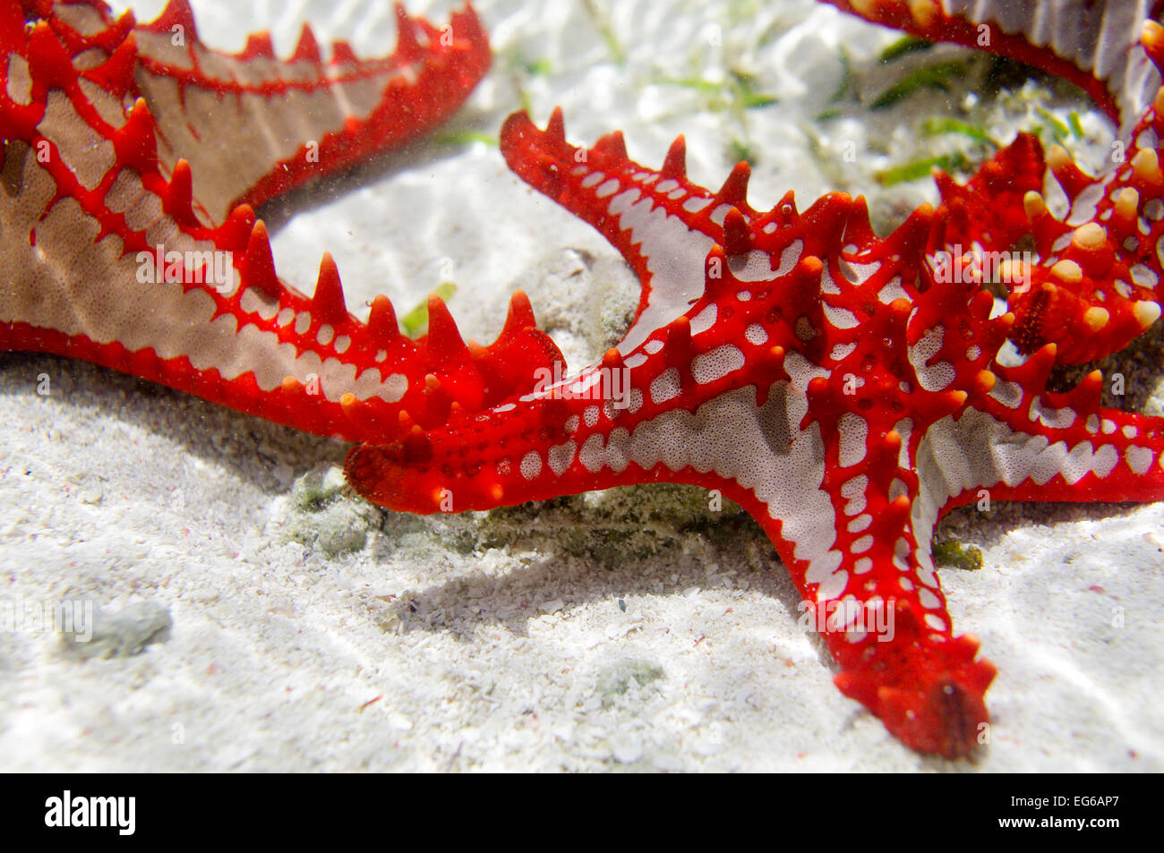 Rot-genoppten Seestern entdeckt in Sansibar Stockfoto