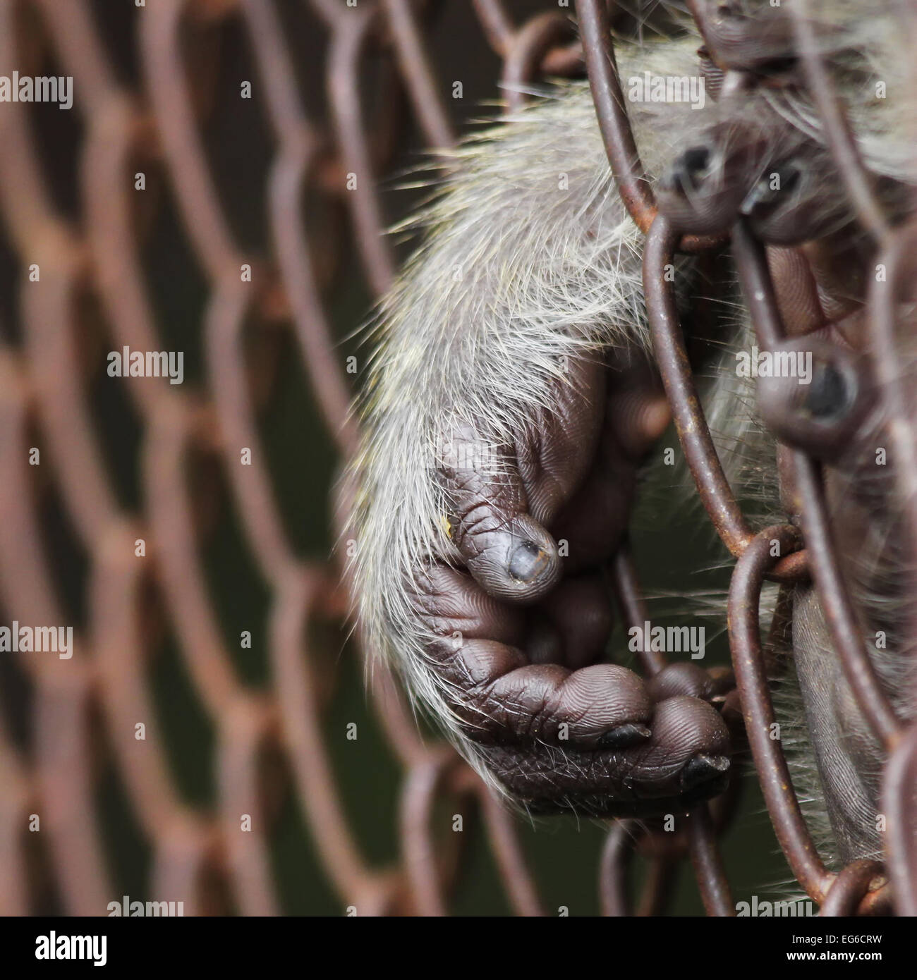 Hand aus dem Käfig der Zoo Affe Stockfoto