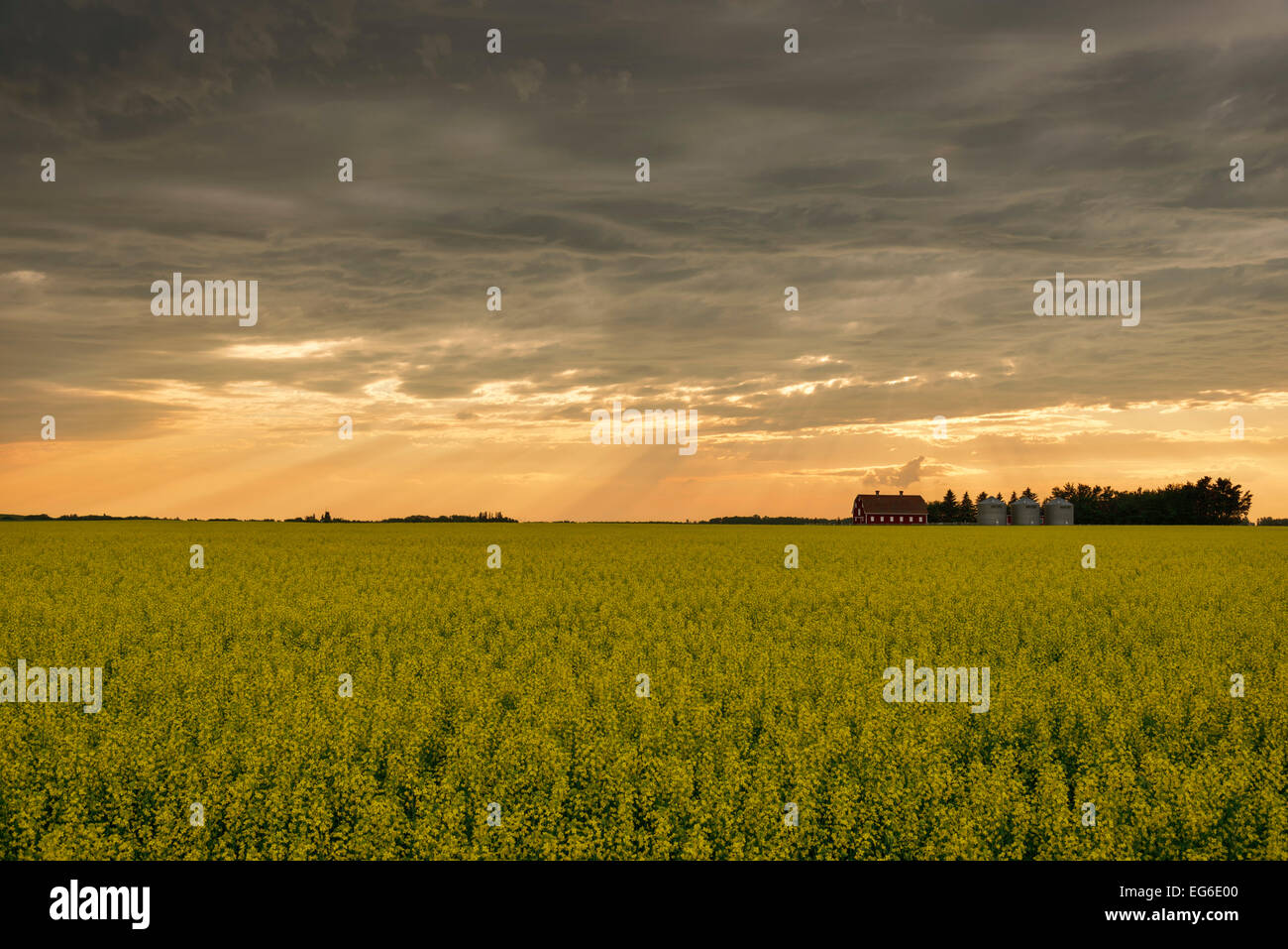 Sturm über ein Raps-Feld Stockfoto