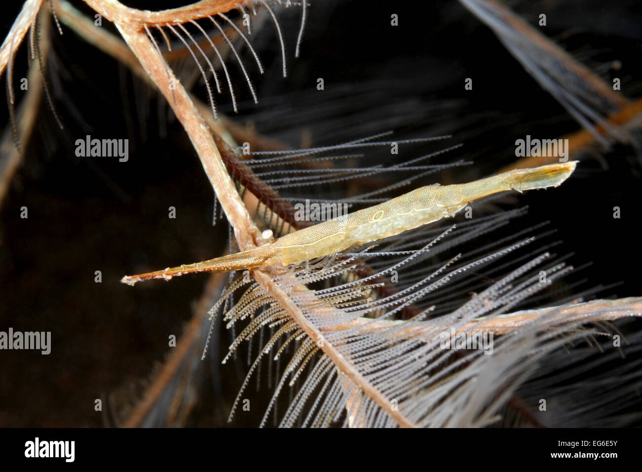 Lembeh Sägeblatt Garnelen, Tozeuma Radicans. Weibchen mit Eiern. Tulamben, Bali, Indonesien. Bali Sea, Indischer Ozean Stockfoto