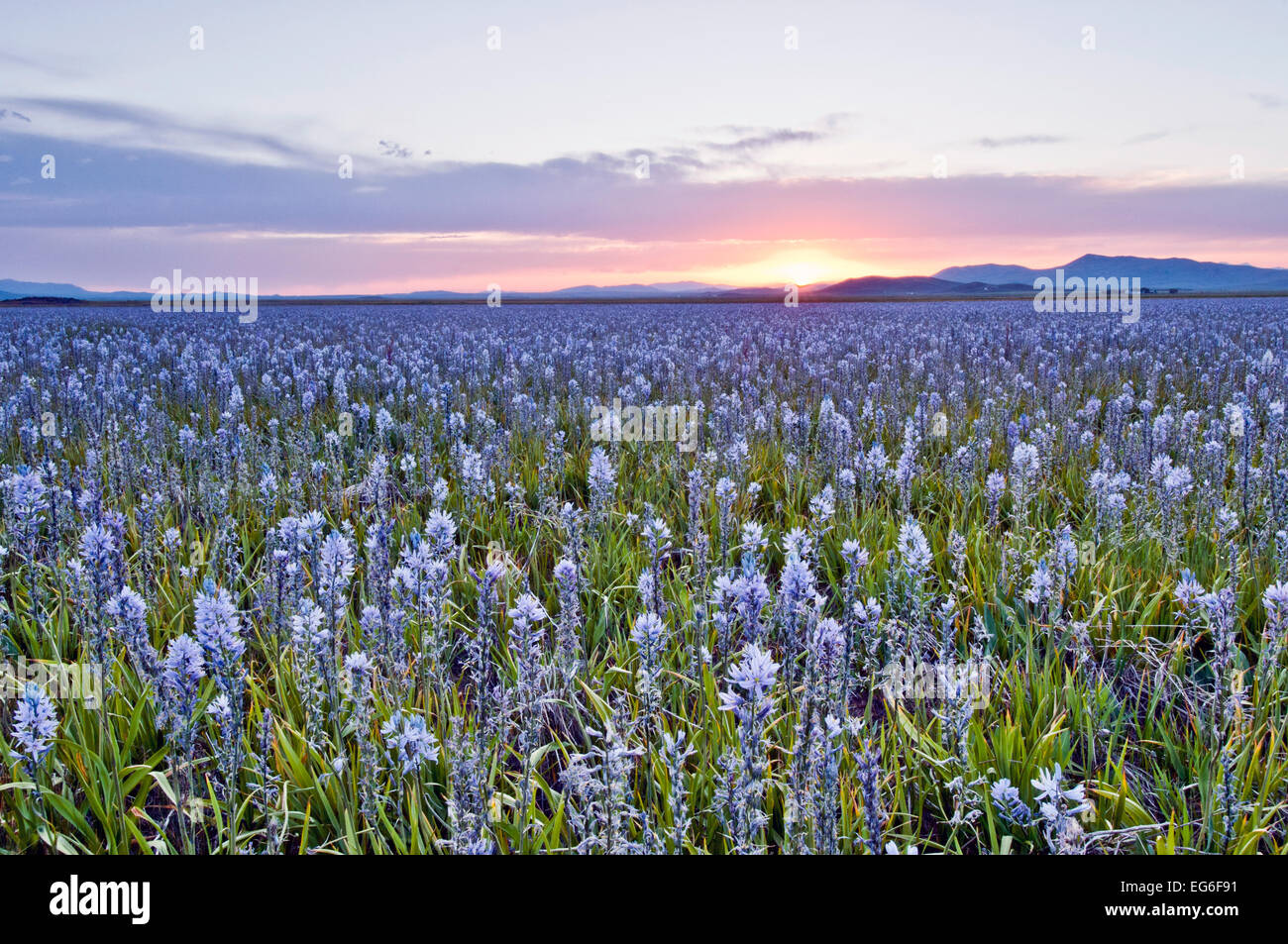 Sonnenuntergang über Camas Wiese am Camas Prairie Centennial Marsh Wildlife Management Area, Idaho Stockfoto