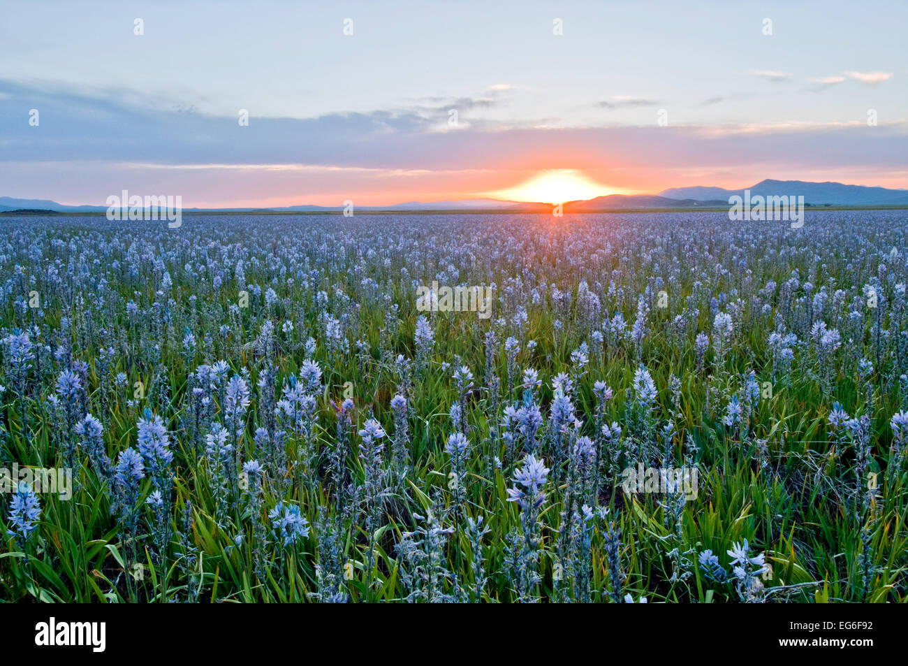 Sonnenuntergang über Camas Wiese am Camas Prairie Centennial Marsh Wildlife Management Area, Idaho Stockfoto