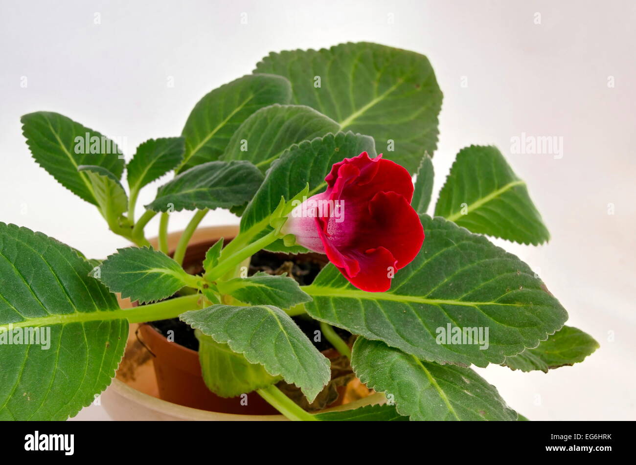 Red Gloxinia (Sinningia Speciosa) Blume im Topf Stockfoto
