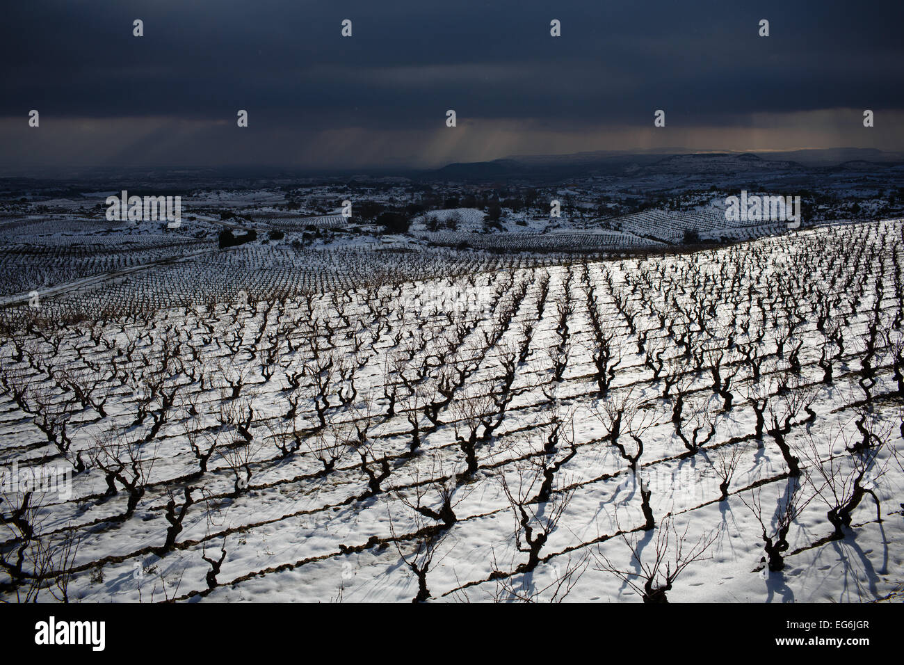 02.08.15 Schnee bedeckten Rioja Weinberge in der Nähe von Samaniego, Alava, Baskisches Land, Spanien. Foto von James Sturcke. Stockfoto