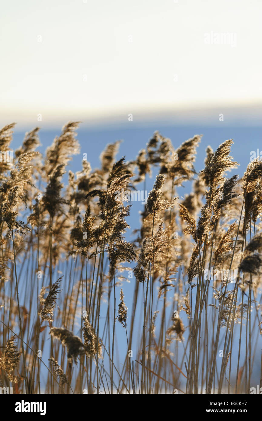 Reed Closeup im Sonnenuntergang, Sonne, Hintergrundbeleuchtung Stockfoto