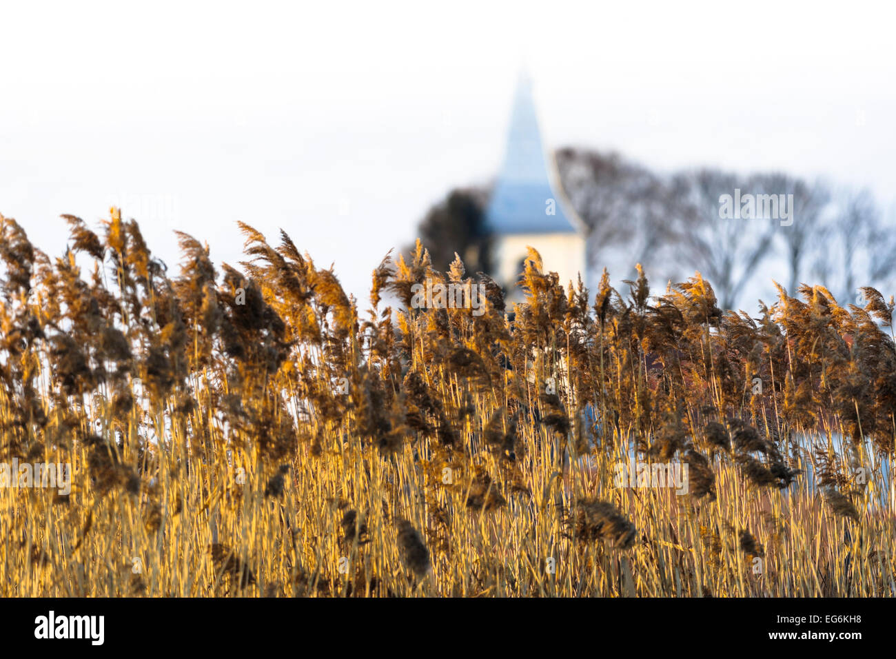 Schilf im Sonnenuntergang, Glanz, Sunbeam, Hintergrundbeleuchtung, eine katholische Kirche in Background mit Bäume, Landschaft in Siebenbürgen, Rumänien. Stockfoto