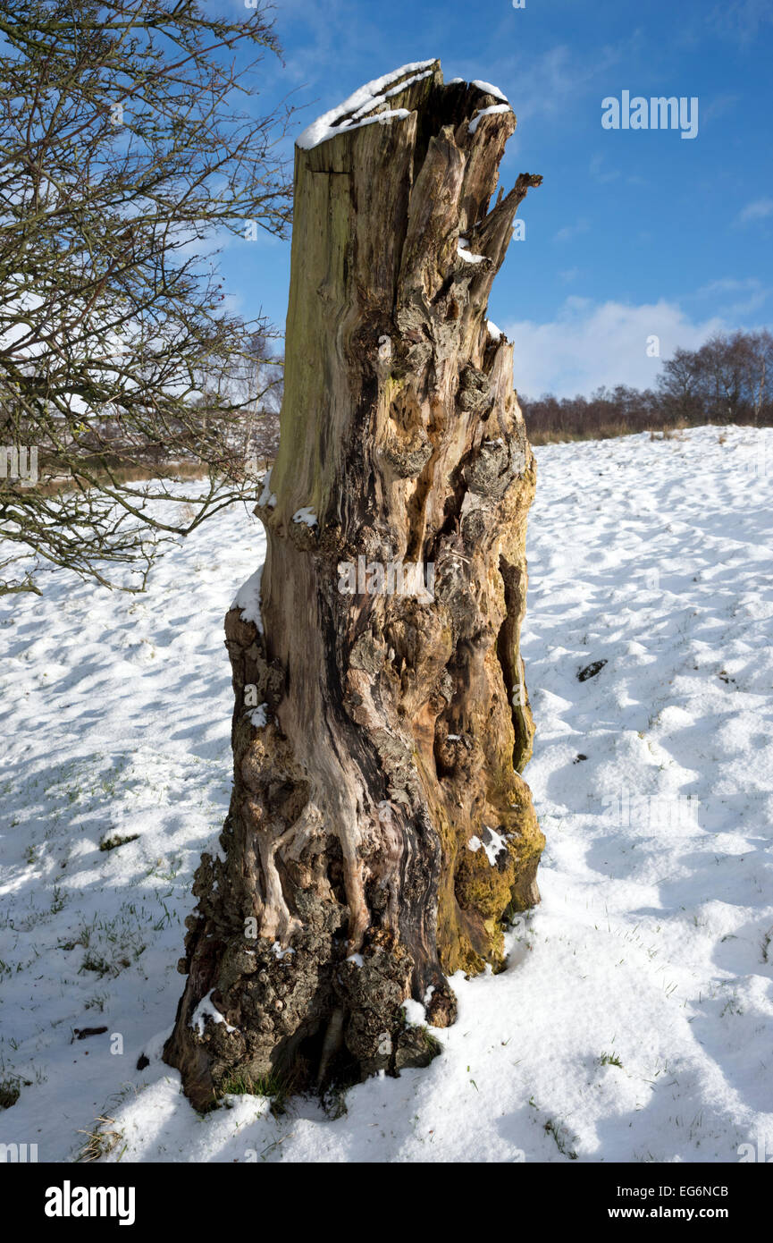Schnee auf einem Baumstumpf im Sonnenschein, siedeln, Yorkshire Dales National Park, Großbritannien Stockfoto