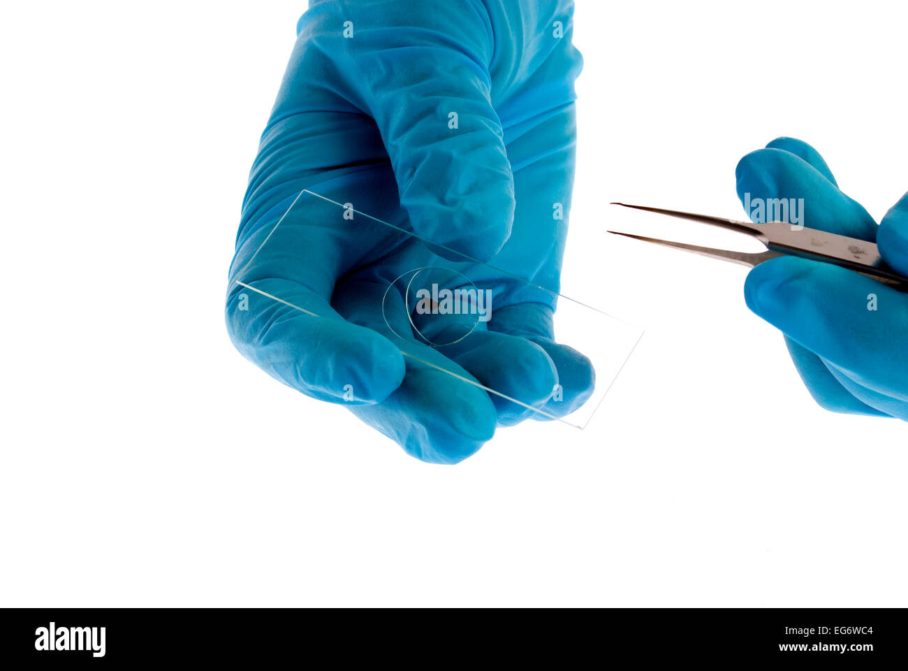 Behandschuhten Händen mit Mikroskop-Objektträger Stockfoto