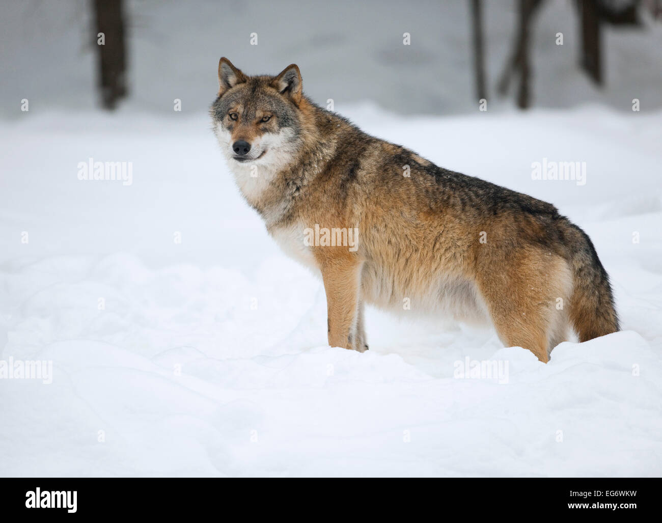 Wolf (Canis Lupus) im Schnee, Gefangenschaft, Nationalpark Bayerischer Wald, Bayern, Deutschland Stockfoto