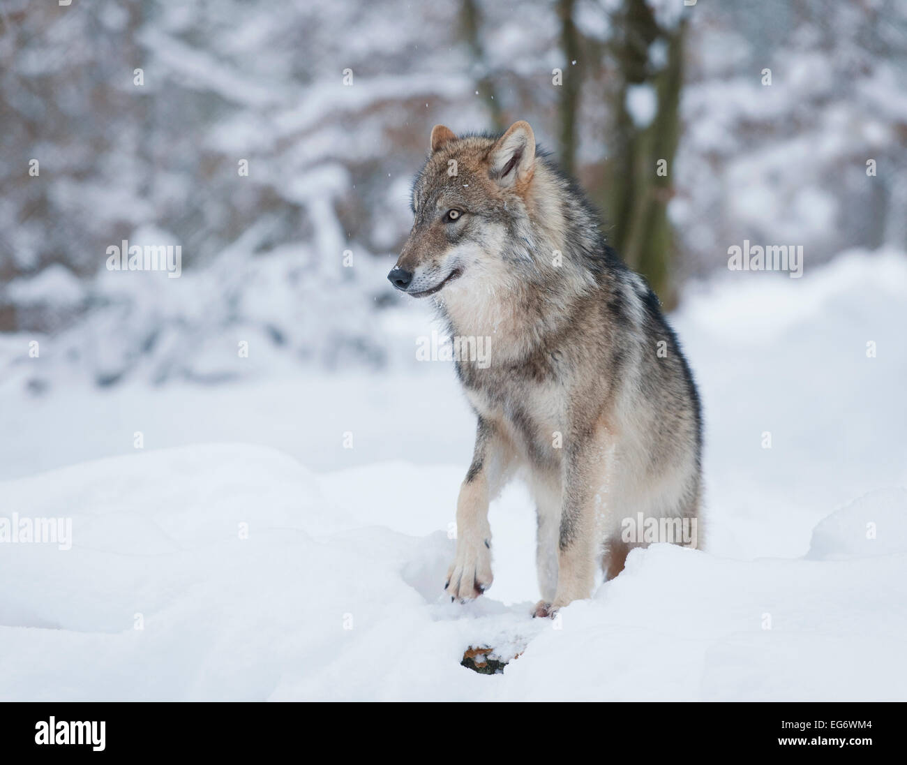 Wolf (Canis Lupus) im Schnee, in Gefangenschaft, Bayern, Deutschland Stockfoto