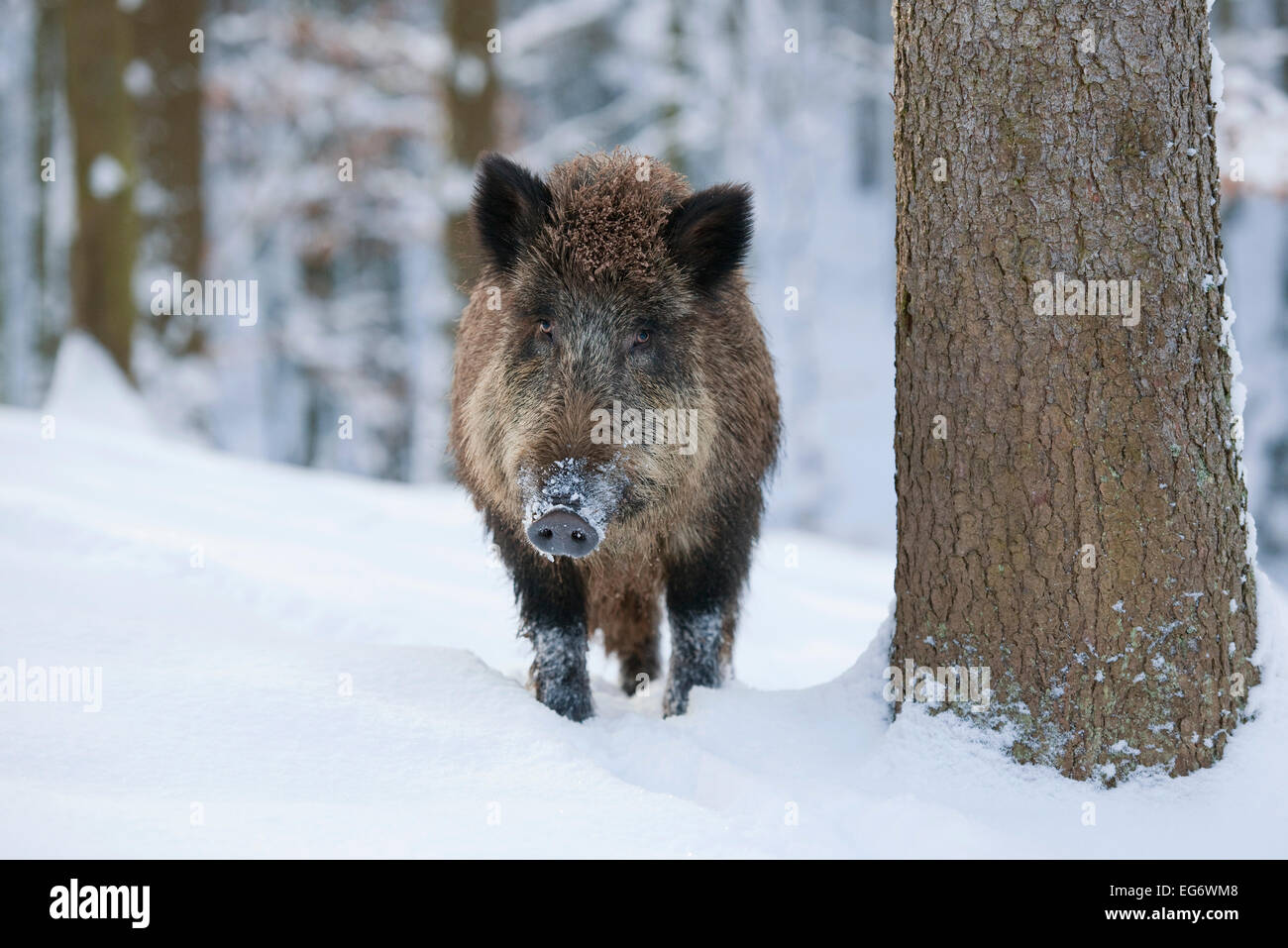 Wildschwein (Sus Scrofa), säen stehen im Schnee, Gefangenschaft, Bayern, Deutschland Stockfoto