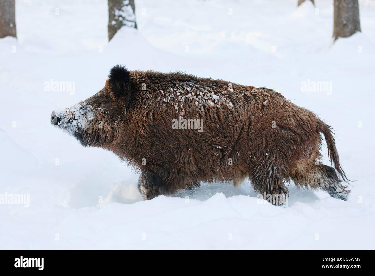 Wildschwein (Sus Scrofa), Wildschweine im Schnee, in Gefangenschaft, Bayern, Deutschland Stockfoto