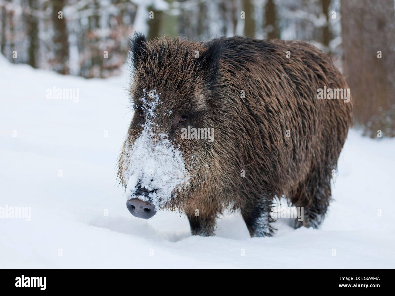 Wildschwein (Sus Scrofa), säen stehen im Schnee, Gefangenschaft, Bayern, Deutschland Stockfoto