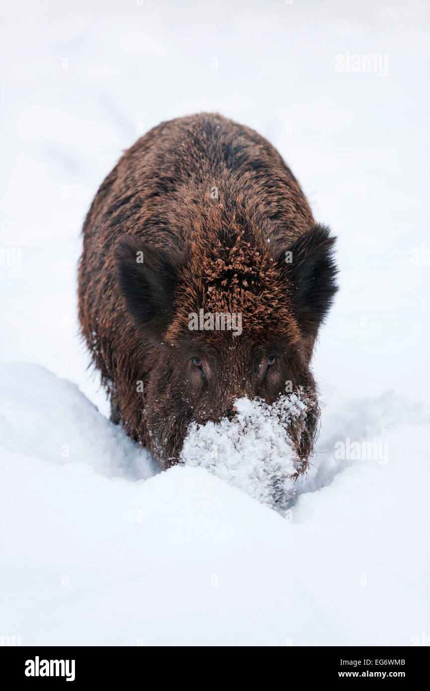 Wildschwein (Sus Scrofa), Wildschweine, die Nahrungssuche unter dem Schnee, Gefangenschaft, Bayern, Deutschland Stockfoto