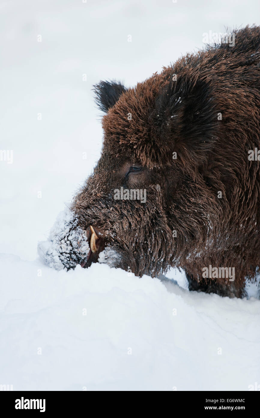 Wildschwein (Sus Scrofa), Wildschweine, die Nahrungssuche unter dem Schnee, Gefangenschaft, Bayern, Deutschland Stockfoto
