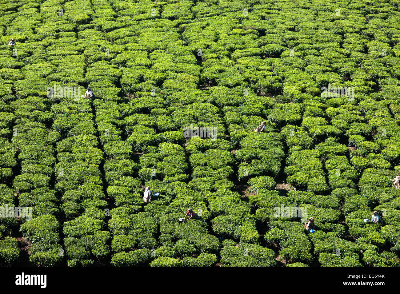 Ein Meer von Teepflückerinnen in Munnar Indien Stockfoto