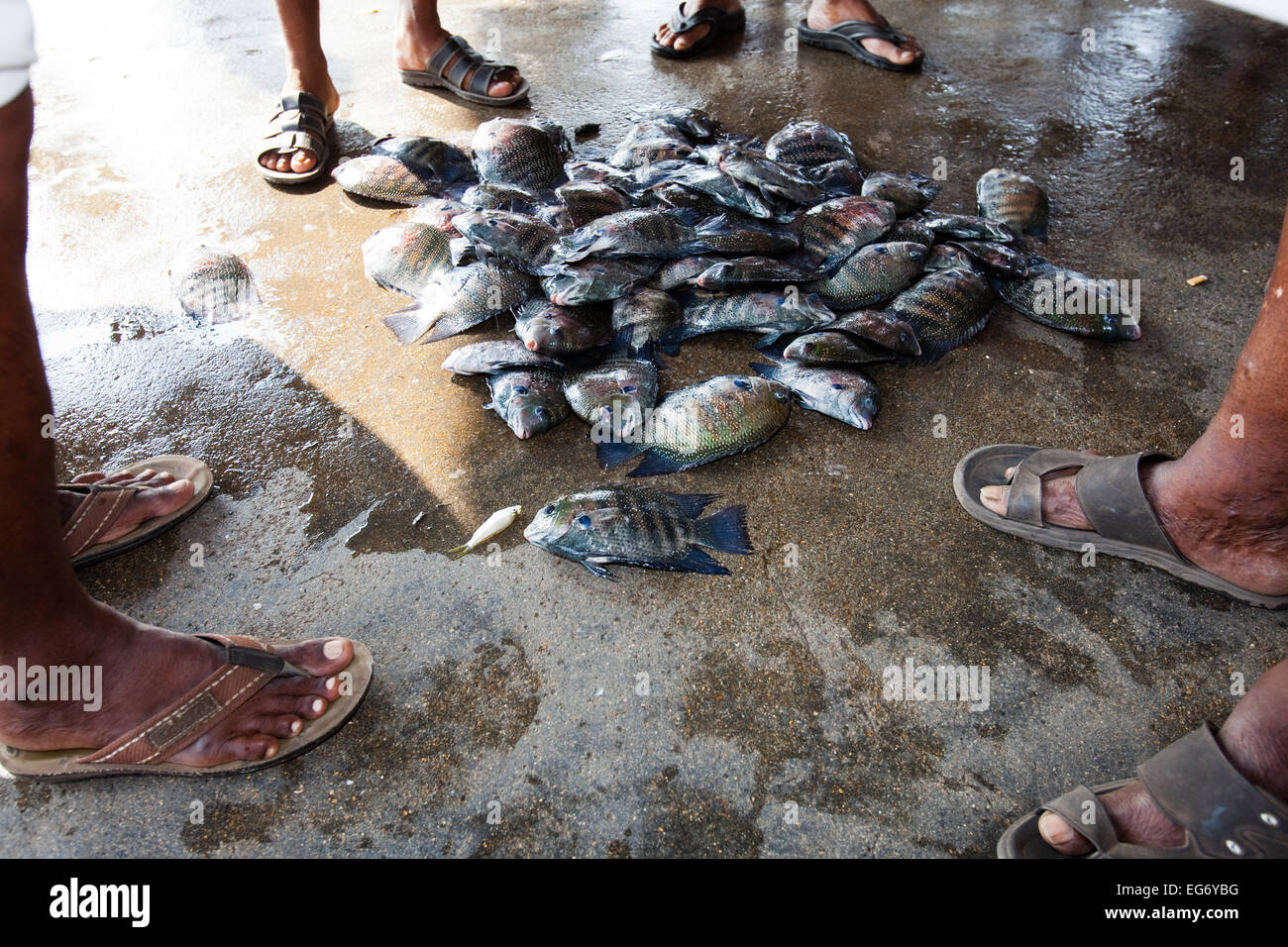Fischer auf Vypen Insel Fischerhafen bringt in der Dämmerung fangen, Cochin, Indien Stockfoto