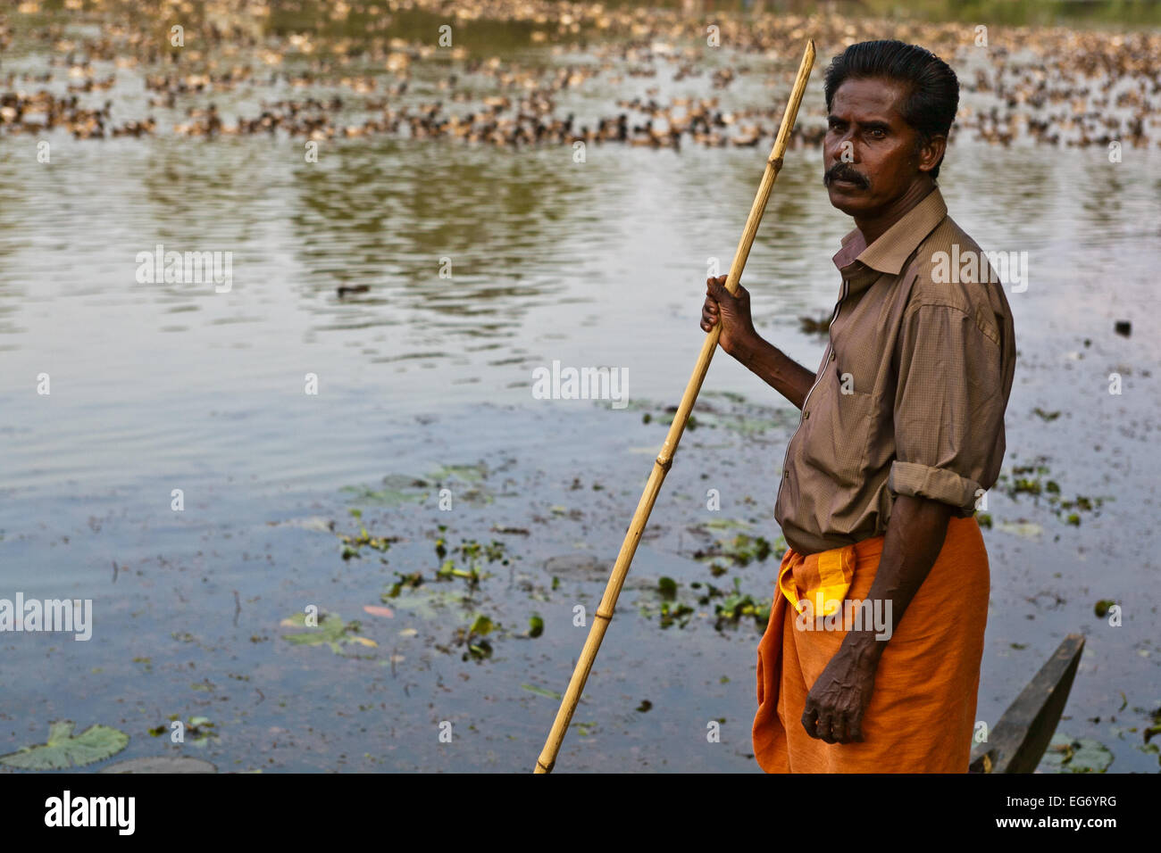Ente Landwirt neigt dazu, seine Herde, Kerala Backwaters Stockfoto