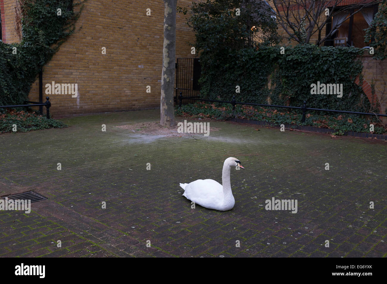 Eine städtische Schwan sitzend auf dem Brick Boden in Wapping, London, UK. Dies ist Teil eines Paares, die in diesem Bereich Leben und brüten jedes Jahr. Stockfoto