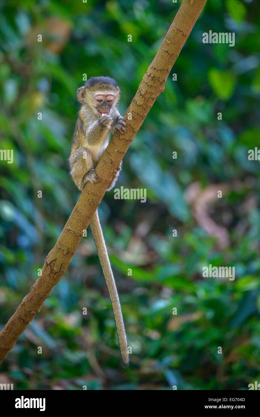 Säugling Jugendkriminalität eine Vervet Affen essen Obst auf einem Ast mit unscharf verschwommen Laub im Hintergrund gestellt. Stockfoto