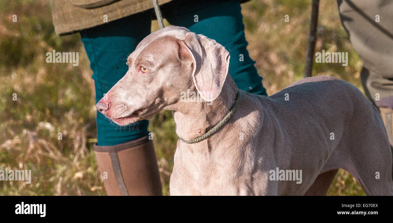 Ein Weimaraner-Hund, die eine funktionierende Jagdhund Rasse als auch ein guter Familienhund, aus Deutschland ist Stockfoto