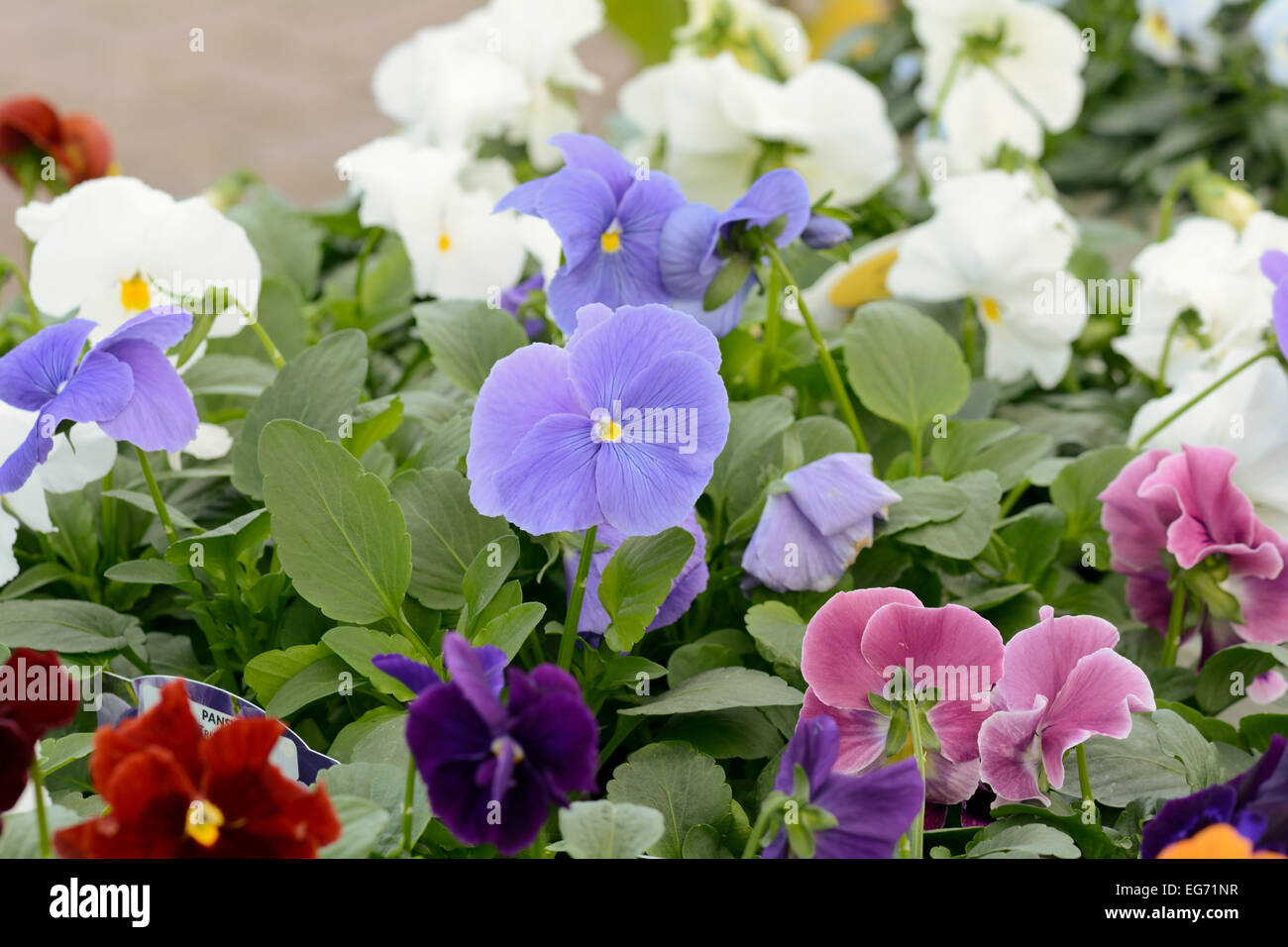 Stiefmütterchen Blüten mit leuchtenden Farben - Viola tricolor Stockfoto