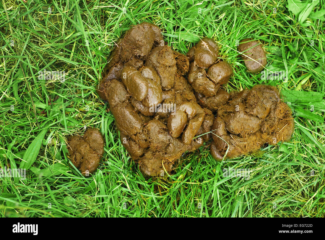 Pferdemist Stockfotos und -bilder Kaufen - Alamy