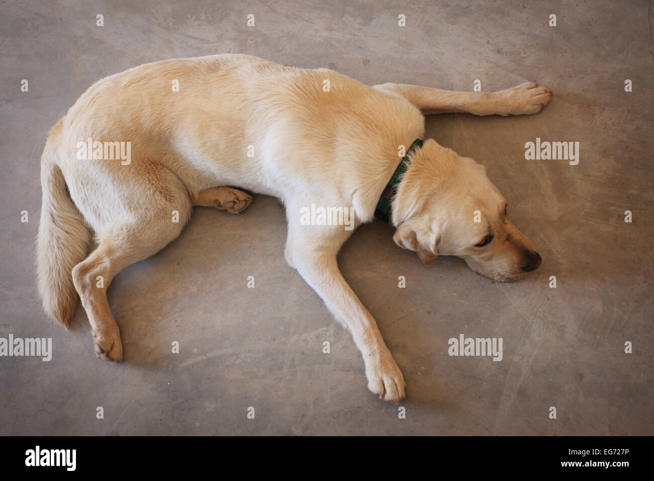 Müde Labrador Hund ausgestreckt auf einem Betonboden Stockfoto