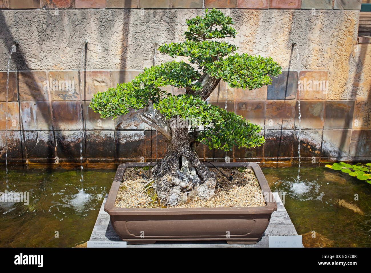 Bonsai tradition Fotos und Bildmaterial in hoher Auflösung Alamy