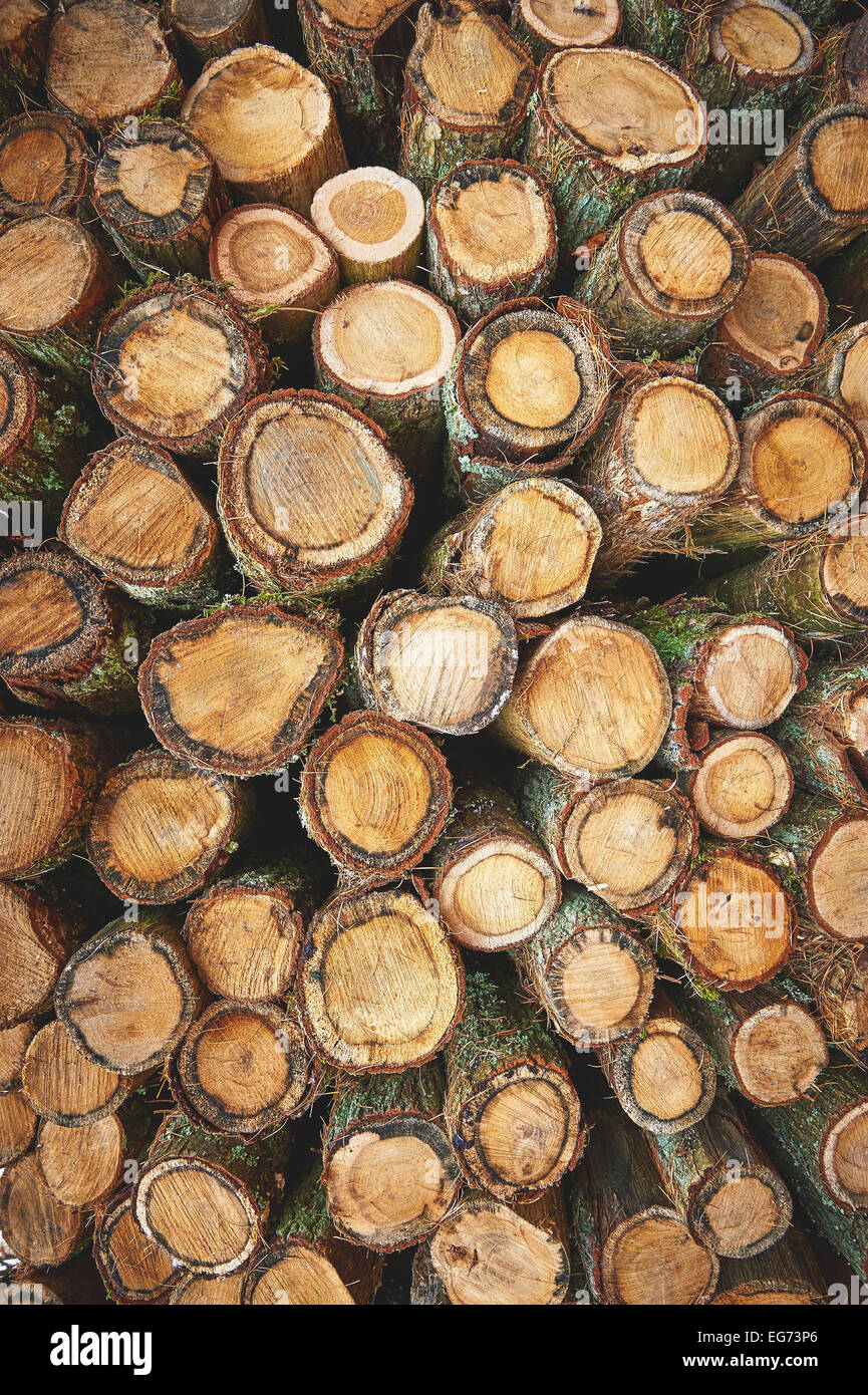 Baumstämme als Naturwald Hintergrund Stockfoto